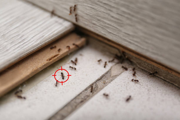Best Rat Extermination Near Me  in Hutchinson, KS